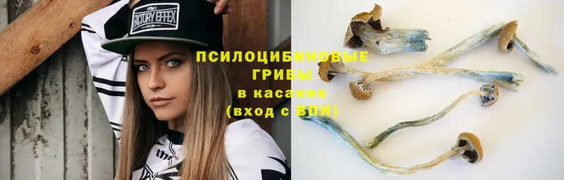 Галлюциногенные грибы Psilocybe Аксай